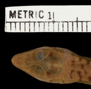 Media type: image;   Herpetology R-11203 Aspect: head dorsal